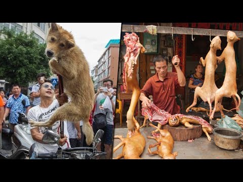 , title : 'في الصين يأكلون الكلاب .. أخطر 6 أطعمة في العالم يأكلها الناس في الصين , لن تصدق ما ستراه'
