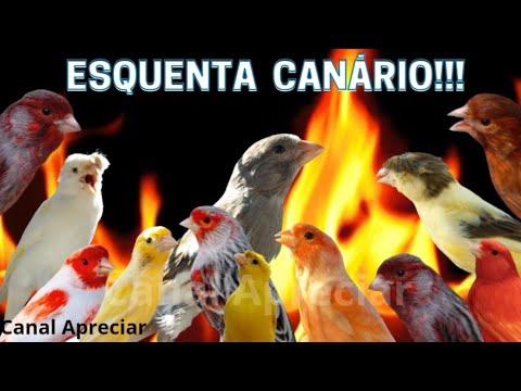 BADERNA DE CANÁRIOS BELGA 5 MINUTOS PARA SEU CANÁRIO CANTAR