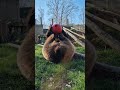 Good Morning Bear Wildwoodtrust
