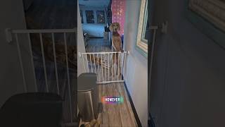 Our dogs eat something different, and no we dont play favorites! #dogshorts #dogmom #doggielife #dog