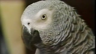 Fred the Parrot Chat 1999 Finalist