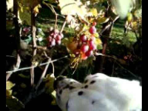 Dalmatian eating grapes