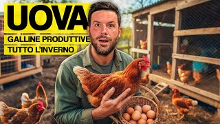 Perché d’inverno le galline NON fanno uova (e come sbloccarle)