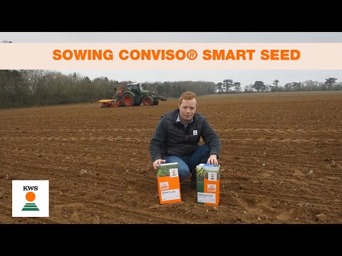 Sowing CONVISO® SMART seed