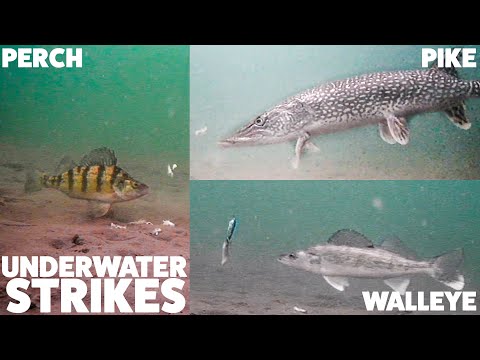 Underwater Action! Walleye, Perch, and Pike On Pelican Lake, Manitoba