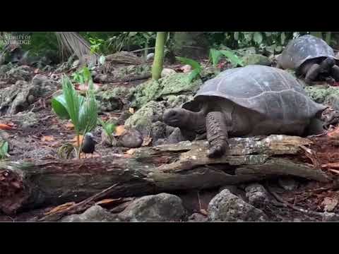 Giant tortoise filmed killing and eating baby bird in 'horrifying' encounter