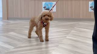 トイプードルの動画02