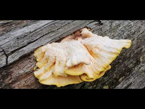Svamp för alla - Svavelticka - Laetiporus sulphureus