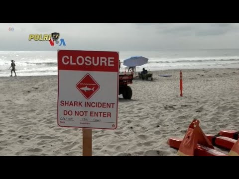 VOA : ANCAMAN HIU MENGUSIK PUNCAK WISATA PANTAI