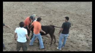 preview picture of video 'Vaca salta arena c/medo ás pegas- Veiros 2008'