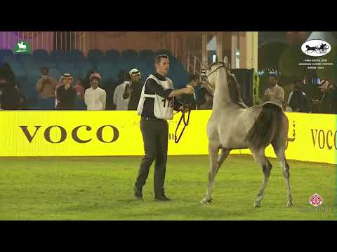 N 178 AL RAZI AL KHALEDIAH   King Abdulaziz Arabian Horse Center Show 2021   Yearling Colts Class 7B