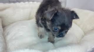 ハーフ犬の動画01