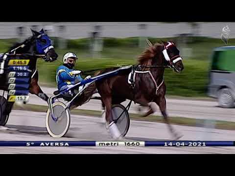 Aversa trotto 14 Aprile 2021 - 5° Corsa