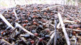 preview picture of video 'Swarming Ants'
