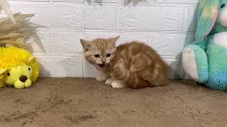 マンチカンの動画01