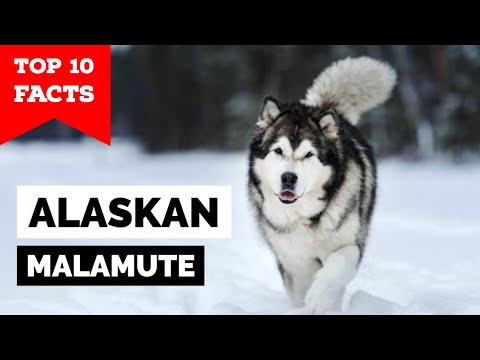 Alaskan Malamute - Top 10 Facts