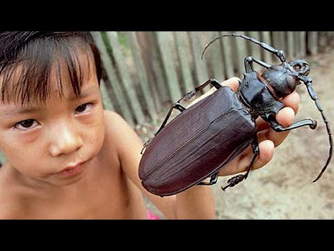 20 Massive and Dangerous Insects That are Actually Real