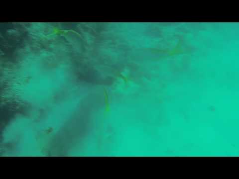 Shark Encounters in Antigua