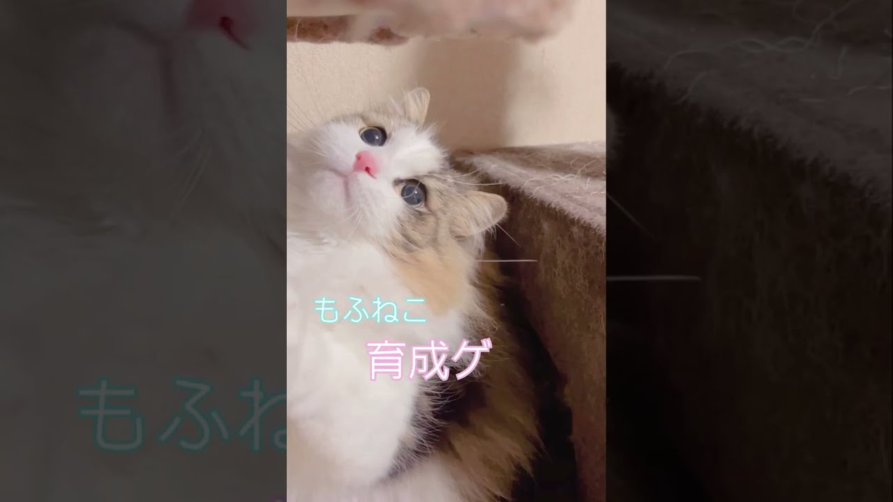 もふねこげーむ