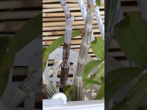 園芸 蘭、魅力的な植物