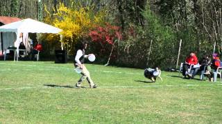 preview picture of video 'Gara Disc Dog CSEN Spilimbau 01-04-2012 a Travesio PN (no audio)'