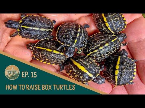 EP15: How to Raise Baby Box Turtles! (Water Method)