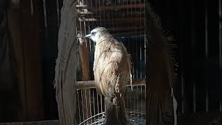 Download lagu SUARA BURUNG TRUCUKAN NGAYERRRRR❗❗❗ mp3