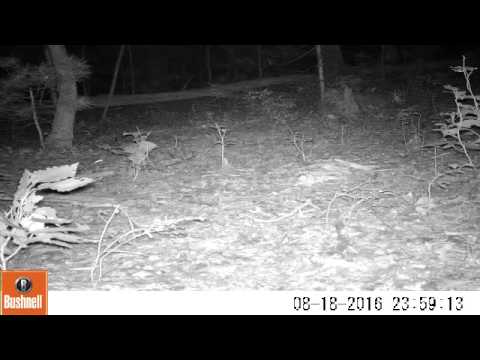 Mice playing douglas ma