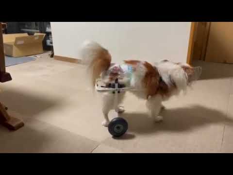 パピヨンの倭君　犬用車椅子で歩く