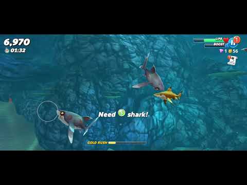 hungry shark entering Galleon Wreckage