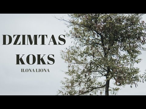Dzimtas koks