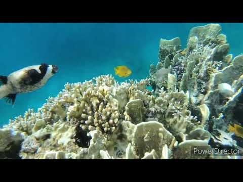 Schnorcheln in Sharm El Sheikh  🌊Hausriff🌞 Labranda Tower Bay 2022 🌞Ägypten