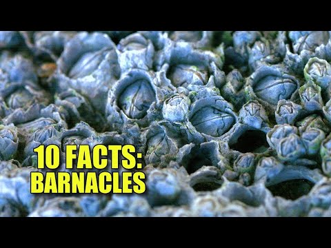 Obscure Facts: BARNACLES 🐚 (10 Facts You've NEVER HEARD!)