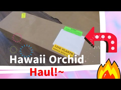 Unboxing Orchids from Hawaii 💖📦 Akatsuka Orchid Gardens ~ Spring 2023