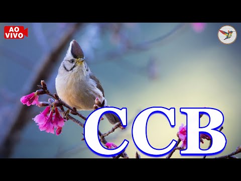 Hinos Ccb 2023 🌺 Hinos De Louvores E Súplicas A Deus 🌺 Louvores De Adoração