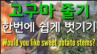 고구마줄기 한번에 쉽게 까기! May I peel the sweet potato stem?