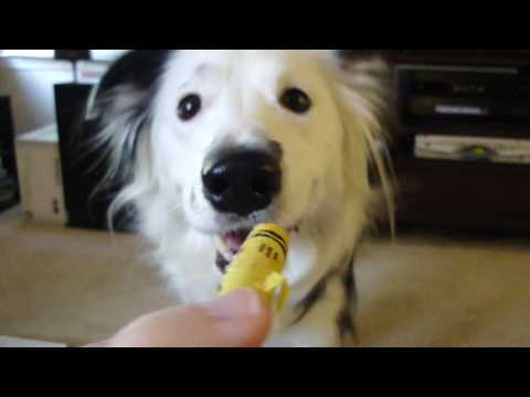 Amazing Dog Tricks by Paige the Border Collie!