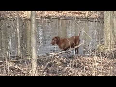 Grackle and red-bellied woodpeckers