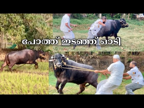 സുൽത്താൻപോത്ത് ഇടഞ്ഞ് ഓടി bull 
