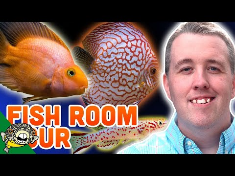 FISH ROOM AQUARIUM TOUR AT SERGEANT TANK PETS