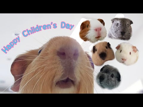 Flashback to childhood - hughug a guinea pig