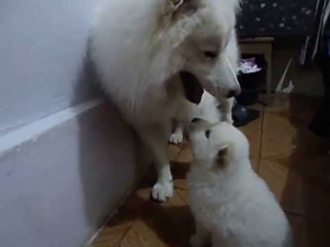 samoyedos jugando