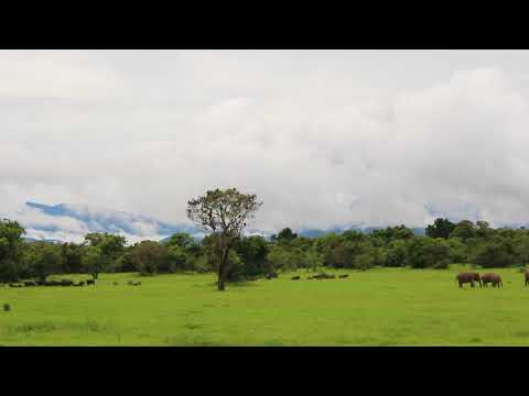 Avaare - Minneriya National Park Safari