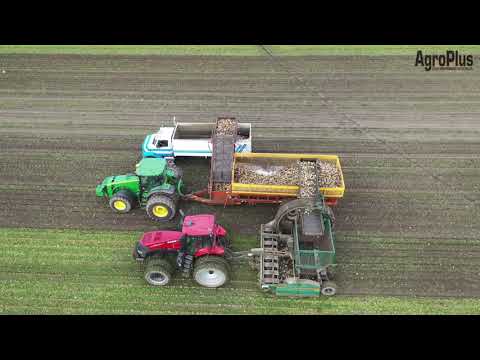 Sugar beet Harvesting
