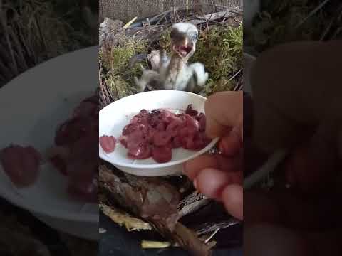 Bocian Farcik dzień 5 #bociany #bocian