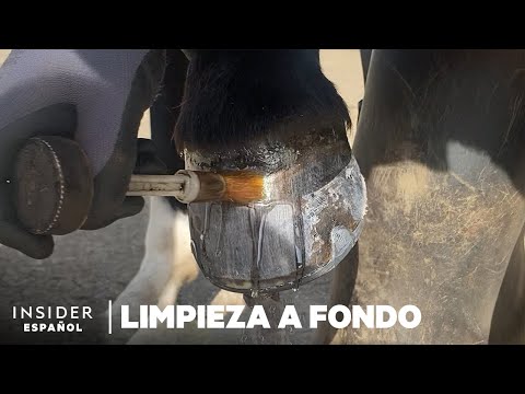 , title : 'Cómo se limpian a fondo los cascos de los caballos | Limpieza a fondo | Insider'