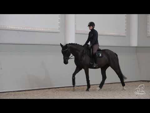 Stute von Grey Flanell