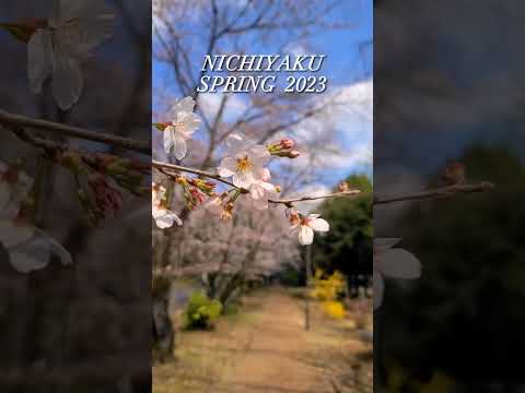 桜の景色