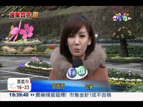 粉櫻爭豔! 陽明山花季初三登場