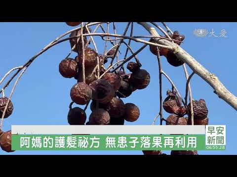無患子 樹